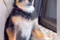 『車でドライブだ！』と思っていた犬→到着したのが『病院』と気づいた瞬間…この世の終わりのような『絶望』に爆笑「悟ってて草」「嫌なのねｗ」