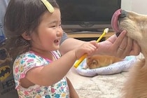 生まれた瞬間から『大型犬』と一緒に過ごした女の子→2歳になると…あまりにも尊い『立場が逆転した光景』が12万再生「幸せ家族」「癒される」