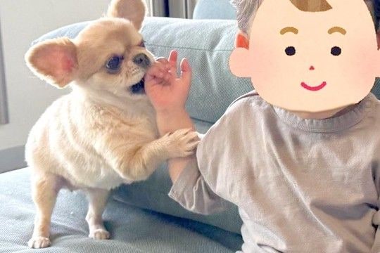 1歳の男の子に『遊ぼう』とお誘いする犬→無視されても、そばを離れなくて…目が合った瞬間の『可愛すぎる反応』に「素敵」「仲良しさん」の声