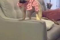 犬に服を着せている最中『仕事の電話』がかかってきた結果→ふと振り返ると…『衝撃的な光景』が677万再生「めっちゃ怒ってて草」「反則ｗｗ」