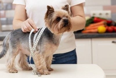 犬の体型管理