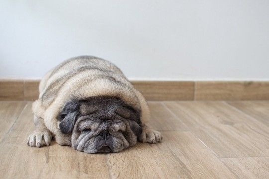 犬が『肥満』になる飼い主の絶対NG行為4選 理想的な体型とは?太らせすぎるリスクまで