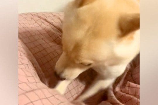お布団ホリホリに夢中な犬→『散歩行く?』と言ってみたら…想像以上の『反応速度』が48万再生「音を置き去りにした」「2倍速かと思うレベル」