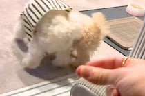 世界一スマートな『犬のケンカの止め方』が話題に　カッコよすぎる『まさかの方法』が34万再生「魔法が解けたかのようｗ」「どんなしつけｗｗ」