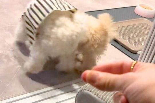 世界一スマートな『犬のケンカの止め方』が話題に カッコよすぎる『まさかの方法』が34万再生「魔法が解けたかのようw」「どんなしつけww」