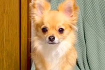 ふと『ソファーでくつろぐ犬』を見てみた結果→なぜか足が…思わず二度見する『まさかの姿勢』が33万再生「跳び箱で草」「ちょい内股ｗｗ」