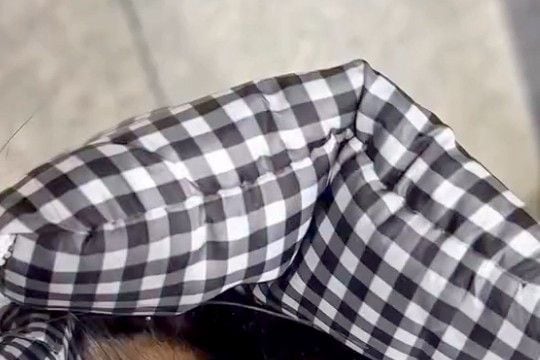 お出かけ時、バッグの中に『犬を入れて運んだ』結果→ふと『なにやら視線を感じるな』と思い…あまりにも尊い光景が63万再生「幸せ犬」「最高」