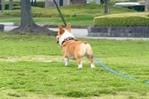 犬に『かわいい』と言いすぎた結果→『おいで』と呼んでも反応がなく…まさかの呼び方が20万再生「なんだこの可愛い生き物」「あるあるｗ」