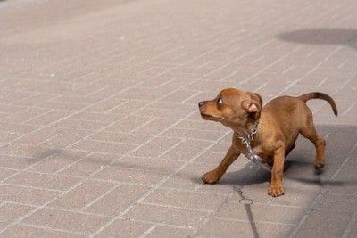怖がる子犬