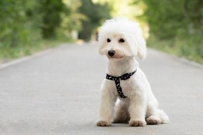 道路に座る白い犬
