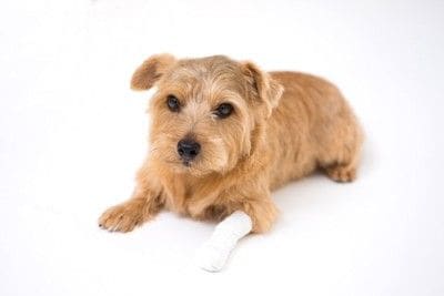 足を怪我した犬