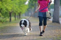 犬を散歩中『目を離してはいけない』理由４選　起こり得るトラブルやリスクまで