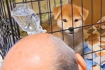 赤ちゃん犬を飼って3日目→父がずーっと見つめていて…『完全にダメになった光景』に42万いいね「気持ちわかる」「後ろ姿が…ｗ」現在の様子も