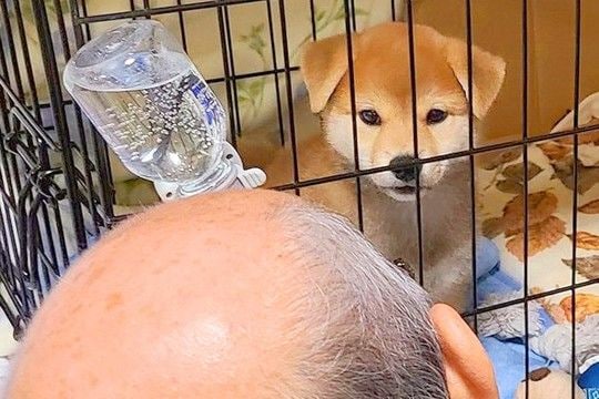 赤ちゃん犬を飼って3日目→父がずーっと見つめていて…『完全にダメになった光景』に42万いいね「気持ちわかる」「後ろ姿が…w」現在の様子も