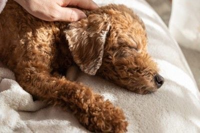 寝ている犬