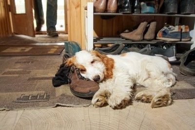 靴の上で寝る犬