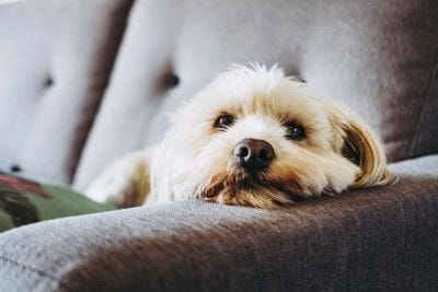 トイプードルの老犬