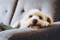 飼い主が帰宅しても犬が『無関心』な理由5つ　喜んでくれないのはなぜ？意外な本音とは