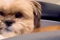 『寝起きの犬』を撮影してみた結果→なぜか顔の右半分が…思わず笑う『想像以上の寝ぐせ』に反響「えぐられすぎてて草」「かわいすぎるｗｗ」