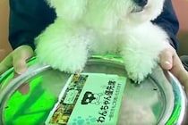 遊園地の『コーヒーカップ』に乗る犬→回り始めると…小さな子どものような『愛おしい反応』が27万再生「涙でるくらい可愛い」「素敵な思い出」