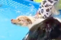 プールに入る犬を『スローモーションで撮影してみた』結果→明らかに様子がおかしい『入水方法』が31万再生「棒高跳びで草」「もはや曲芸の域」
