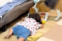 2歳の女の子が、犬に『ソファの下にあるおもちゃを取って』とお願いされた結果→言葉の壁を超えた『やり取り』に反響「素敵」「最高のコンビ」