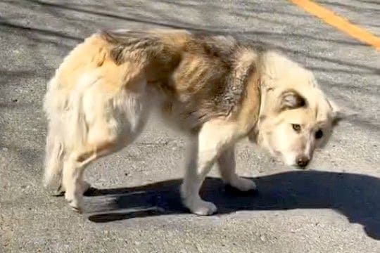 泥水をすすり、ガリガリに痩せた野犬→保護後も常に下を向いていて…もはや別犬のような『4ヶ月後の光景』が191万再生「泣ける」「幸せに」