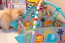 赤ちゃんのために『ベビージム』を設置→なぜか犬が気に入ってしまって…まさかの展開とほっこりする結末に反響「完全に自分の物だと思ってるｗ」
