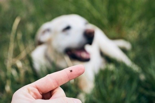 犬が亡くなるかもしれない『寄生虫』4選 寄生されるとどうなるの?危険な症状まで