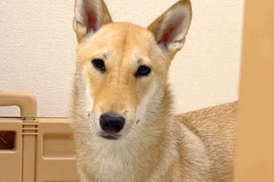 通りすがりの人に、必ず二度見される犬→下の方を見てみると…まさかの『あまりにも長い足』が149万再生「柴犬界の冨永愛」「柴に見えないw」