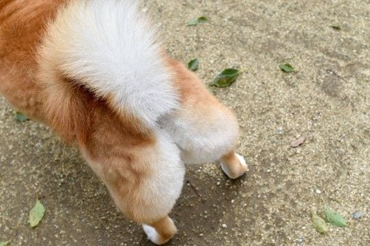 犬が『おしりを地面にスリスリする』理由5選 治療が必要な病気やトラブルの可能性まで