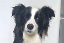 『ワオーン』と犬語を喋ってみたら、聞いていたワンコが…あまりにも尊い『お返事』が30万再生「ヒュッて耳が下がるの可愛い」「通じてる」