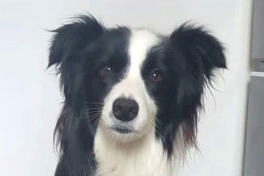 『ワオーン』と犬語を喋ってみたら、聞いていたワンコが…あまりにも尊い『お返事』が30万再生「ヒュッて耳が下がるの可愛い」「通じてる」