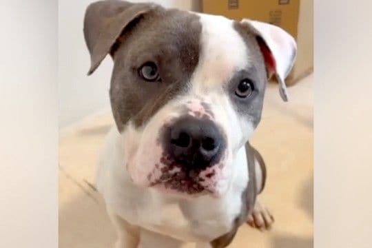 飼い主が倒れ、放置された『凶暴な犬』を保護→心を閉ざしていて…1ヶ月後の『奇跡的な現在』が48万再生「泣いた」「人が本当に大好きなんだ」