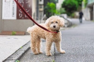 立ち止まる犬