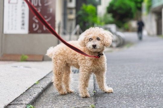 犬が『散歩中に立ち止まってしまう』理由3つ　歩きたがらない心理や注意点まで解説