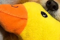 毎日ぬいぐるみを抱っこして眠る犬→丸洗いした結果…絶望してしまう光景と『乾いた後の尊い姿』が180万再生「可愛すぎる」「赤ちゃんみたい」