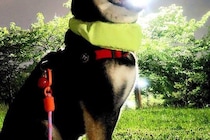 『いけ！しばいぬ！はかいこうせんだ！』夜、ふと犬の写真を撮ったら→まさかの『奇跡の一枚』に4万いいね「神々しい」「次のターン動けないｗ」