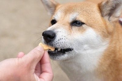 クッキーを食べる犬