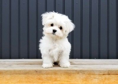首を傾げる子犬