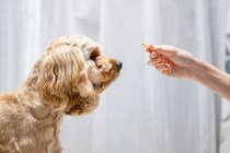 犬に絶対NGな『おやつの与え方』５選　飼い主のタブー行為や一日の適正量まで