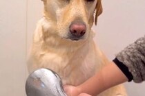 雨の日、散歩から帰った大型犬を『シャワーで温めた』結果→睡魔が襲ってきて…まるで『おじさんのような光景』に反響「顔ｗ」「ネムネムモード」