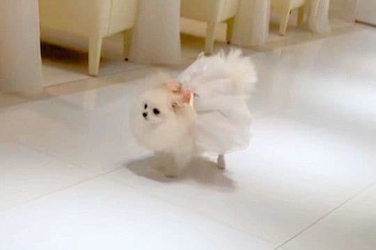 結婚式で『リングドッグ』をした犬→『まっすぐ来てくれる』と思いきや、参列者に…尊すぎる『ご挨拶』が38万再生「可愛い」「ファンサ最高」