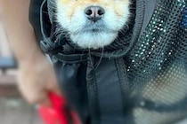 散歩中、カバンの中に入る犬→ふと様子を見てみたら『顔面』が…思っていたのと違う光景に爆笑「いい顔してて草」「こういう爺さんいるｗｗ」