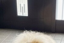 『気温が高くなると、玄関に…』→まるで妖怪？小型犬と思えない『モッフモフ過ぎる光景』に反響「めちゃゴージャスで草」「おなかひやしの季節」