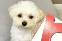 初めて『犬用ピザ』を食べた犬が、突然鳴き出して…心配で調べた結果→『想定もできなかった理由』に5万いいね「可愛すぎる」「ニヤけちゃう」