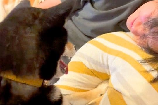 寝ようと転がっている夫→なぜか犬が『寝かせない』と邪魔をしてきて…起きるしかない『激しい攻撃』が44万再生「笑った」「むしろ羨ましい」