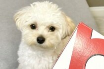 初めて『犬用ピザ』を食べた犬が、突然鳴き出して…心配で調べた結果→『想定もできなかった理由』に5万いいね「可愛すぎる」「ニヤけちゃう」