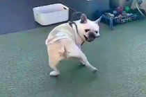 ドッグランで遊ぶ犬を撮影した結果→『走り回るかな』と思っていたら…想像と違った『まさかの光景』に1万いいね「想像以上で草」「癒された」