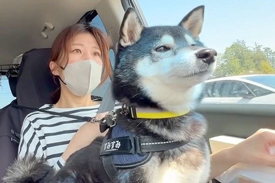『ピクニックだ!』と大喜びする犬→行き先が『シャンプーされる場所』と気付いたら…想像を超える反応が15万再生「文句言ってて草」「顔がw」
